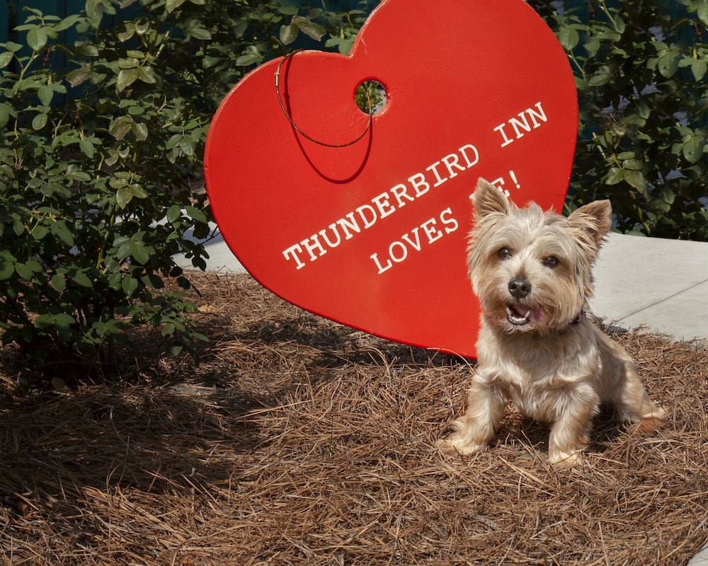 thunderbird inn