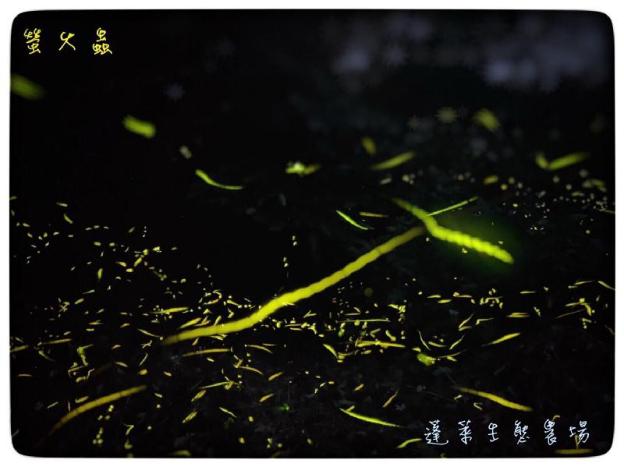 pastaai leisure farm