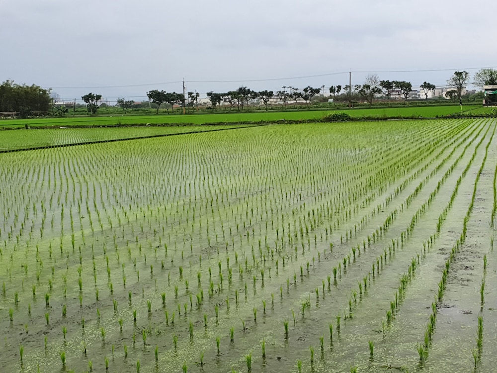 honeysuckle family castle