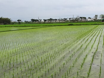 honeysuckle family castle
