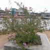 lampang