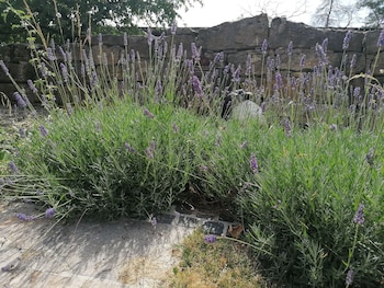 sommerhausen