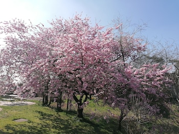 sommerhausen