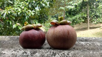 baan keree thara khiri wong