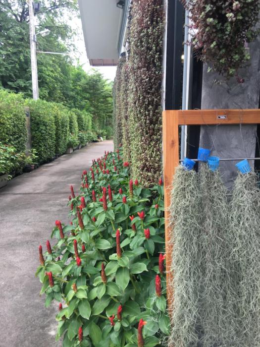 the rhea