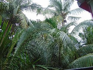 oceanic pearl beach guest house