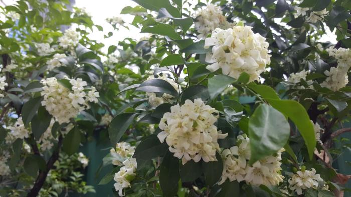 aunt and uncles house