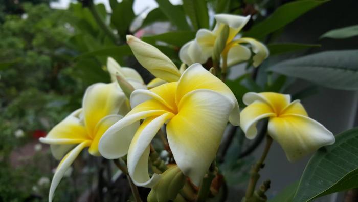 aunt and uncles house