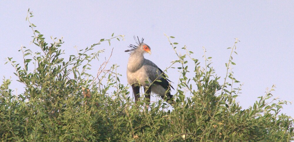 nahubwe safari lodge