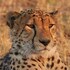 nahubwe safari lodge
