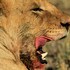 nahubwe safari lodge