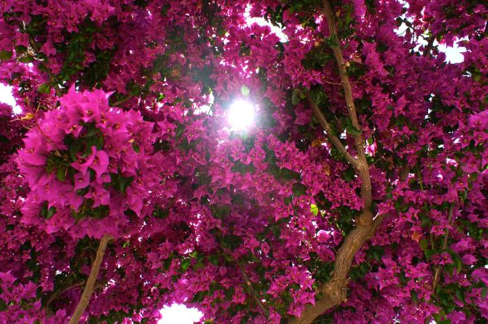 adonis hotel and apartments