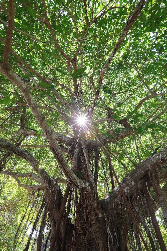 paquera
