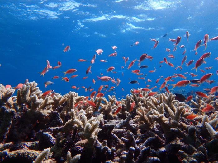 little mermaid hotel ishigakijima