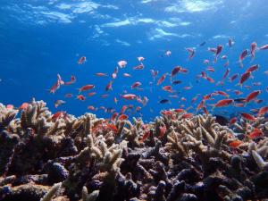 little mermaid hotel ishigakijima