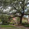 savannah