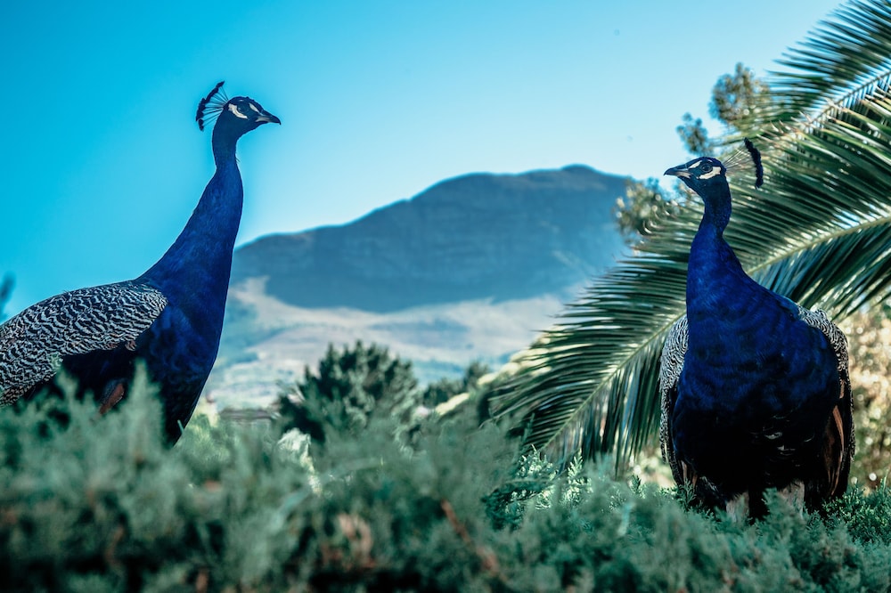 la felicita boutique villas and apartments