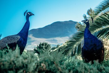 la felicita boutique villas and apartments