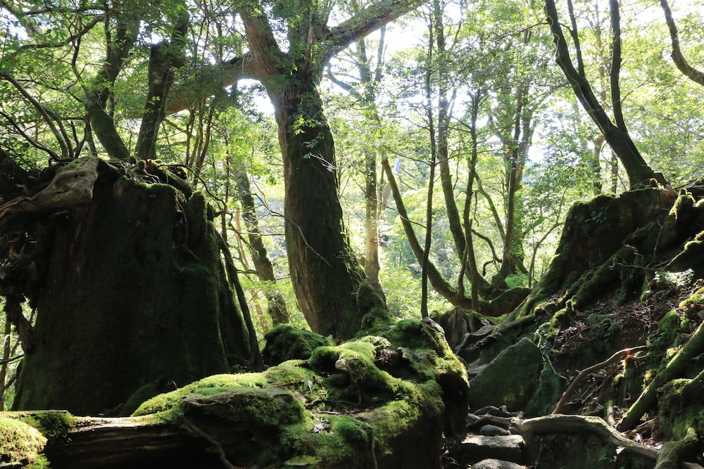 pension sea forest