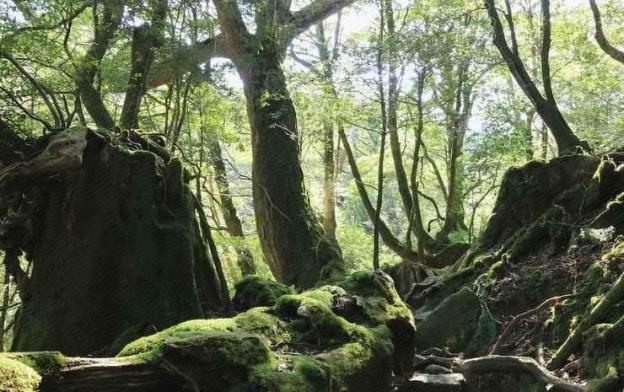 yakushima