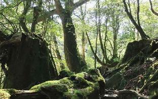 yakushima