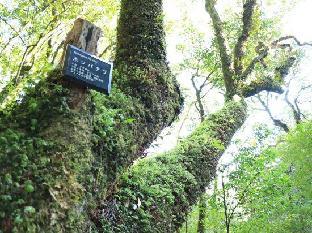 pension sea forest