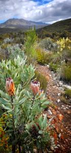 whipstock guest farm