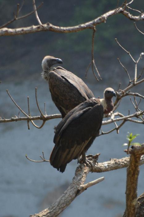 barauli community homestay