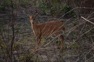barauli community homestay