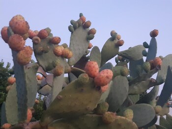 agriturismo terra dei profumi