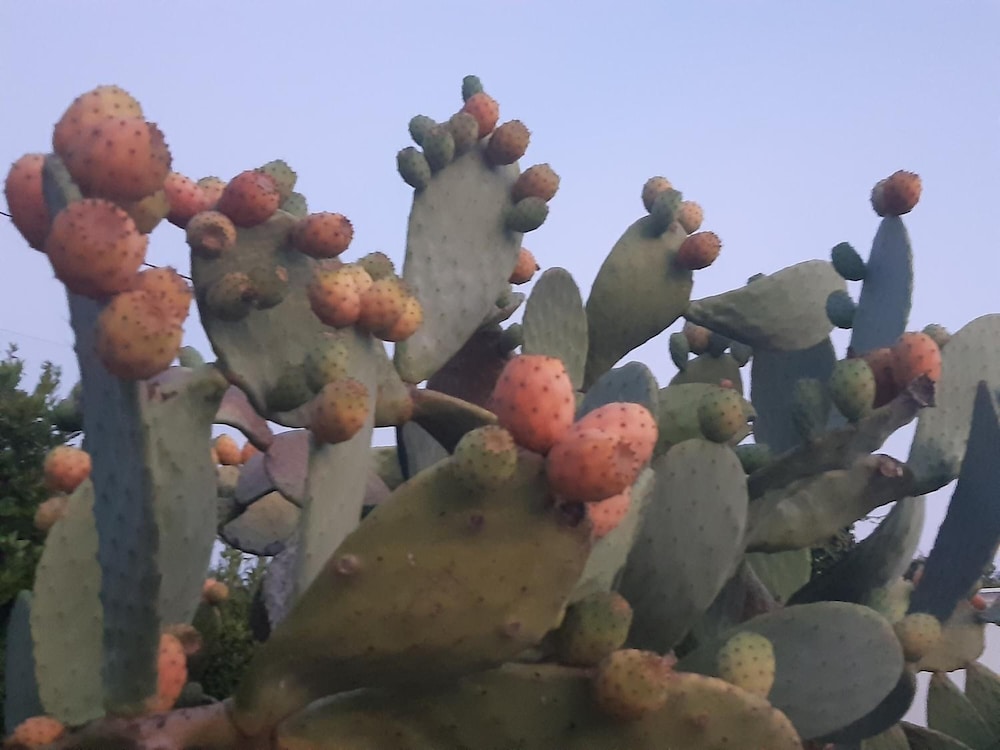 agriturismo terra dei profumi