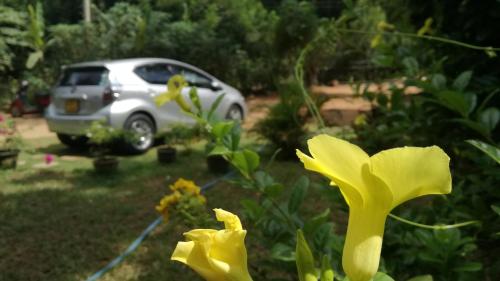 homely guest