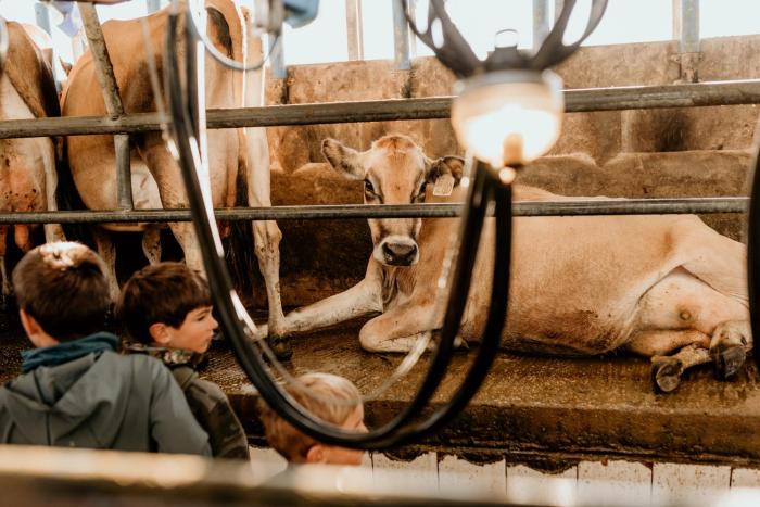 africamps at oakhurst glamping