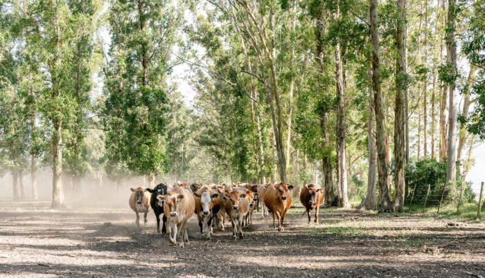 africamps at oakhurst glamping