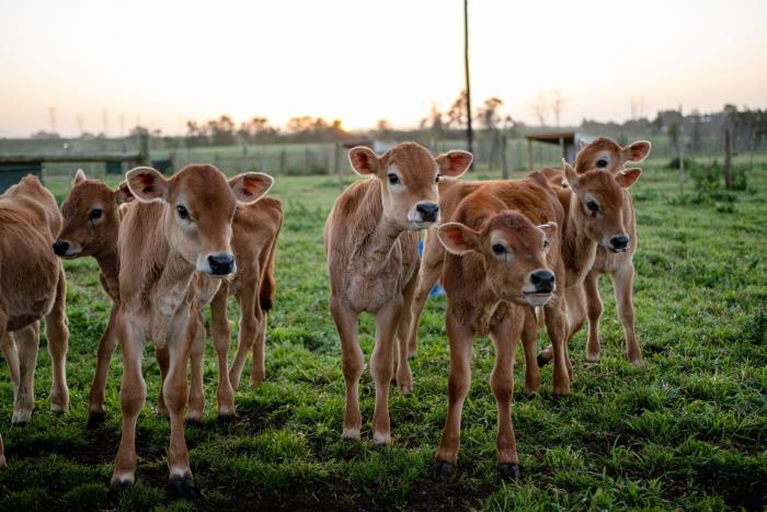africamps at oakhurst glamping