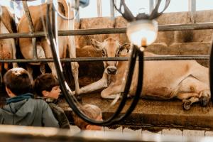 africamps at oakhurst glamping