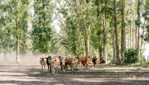 africamps at oakhurst glamping