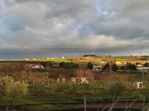 il melograno