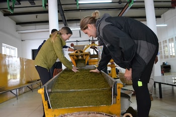 tea and experience factory