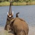 ukuthula bush lodge
