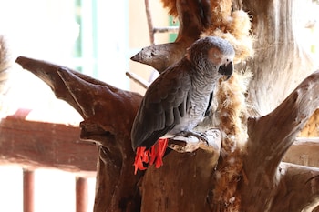 ukuthula bush lodge