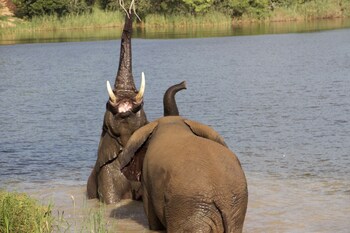 ukuthula bush lodge
