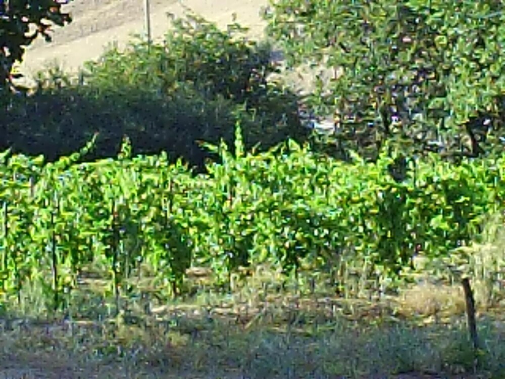 gangi