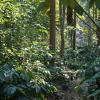 coorg