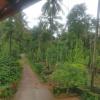 coorg