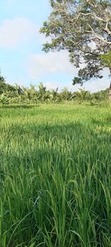 hidden jungle village