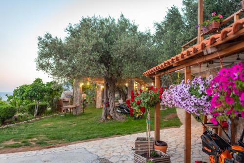 holiday park olive tree