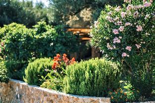 holiday park olive tree