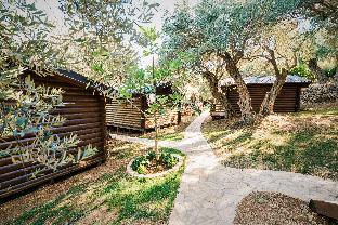 holiday park olive tree