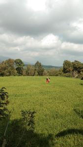Mandhasativa Homestay,Near Sekumpul Waterfall,3 star